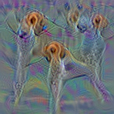 n02089867 Walker hound, Walker foxhound